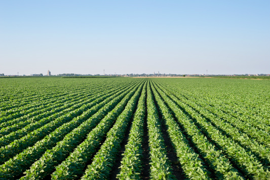 Com 2,4 milhões de hectares, Aprosoja projeta safra histórica de soja 2015/2016