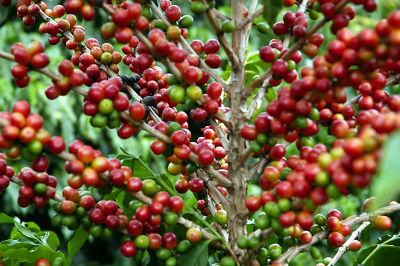 Pesquisadores usam método australiano para melhorar qualidade do café do Brasil