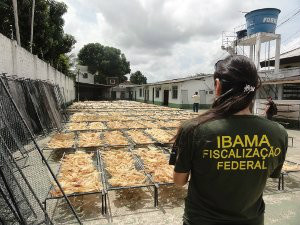 Presidenta do Ibama defende autolicenciamento ambiental das empresas