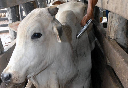 Erradicação da aftosa é prioritária para Mercosul