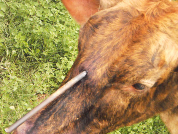 Sindicato Rural de Dourados denuncia furto de gado