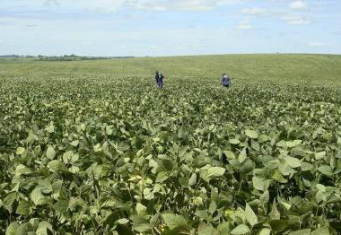 Agrônomos inspecionam uma plantação de soja para estimar a produção deste ano, em Cruz Alta.
