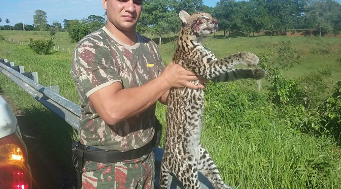 PMA recolhe segunda Jaguatirica atropelada em rodovia em menos de 15 dias