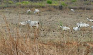Vacinação contra febre aftosa é flexibilizada em municípios com seca Vacinação contra febre aftosa é flexibilizada em municípios com seca