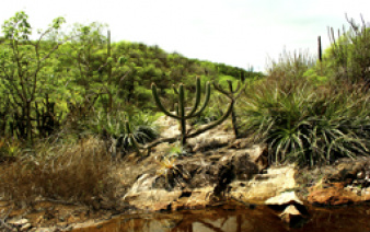 Brasileiros participam de pesquisa sobre a Caatinga na Dinamarca