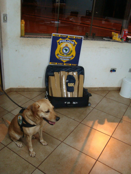 PRF apreende 16kg de maconha com ajuda de cão farejador