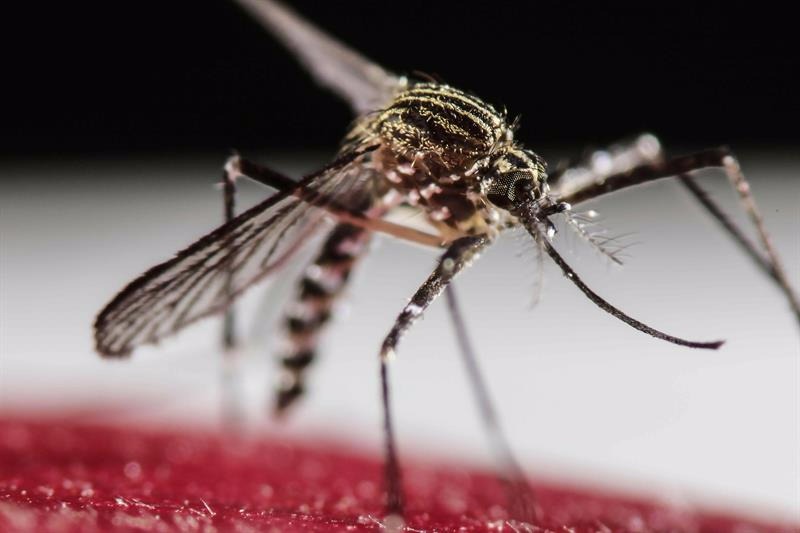 Ceará vive epidemia de Chikungunya com quase 60 mil casos confirmados Foto: Divulgação