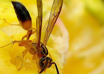 IBGE: seca faz produção nacional de mel cair 19% em 2012 IBGE: seca faz produção nacional de mel cair 19% em 2012