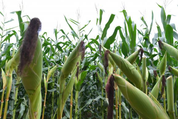 Participação da agropecuária no PIB sobe para 23% em 2015 O milho foi destaque nas exportações do agronegócio, que tiveram aumento de 17% Arquivo/Agência Brasil