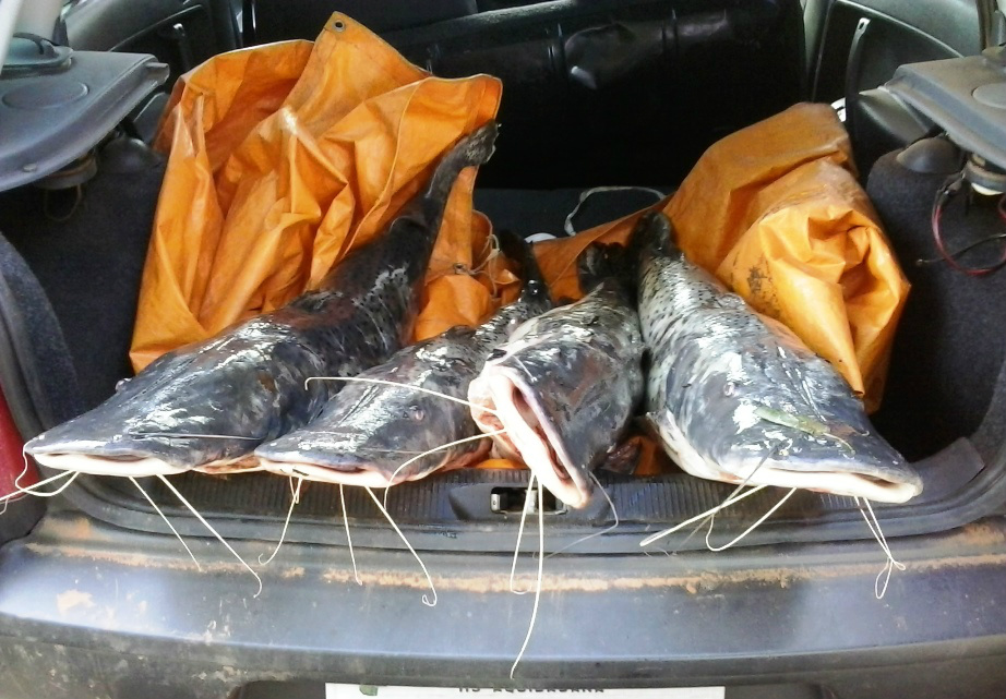 PMA prende dois pescadores com 52 kg de pescados ilegais