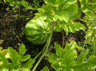 Safra de melancia deve crescer 30% em Eldorado