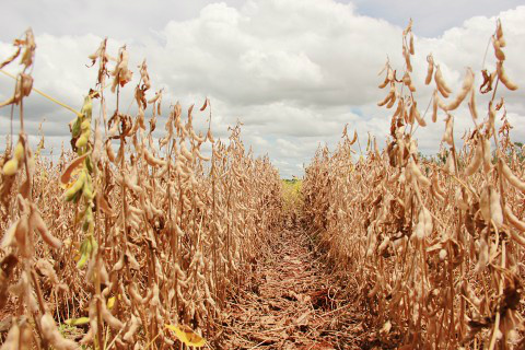 América Latina deve produzir 600 milhões de toneladas de soja em 2050 Foto: Assessoria de Imprensa Sistema Famasul