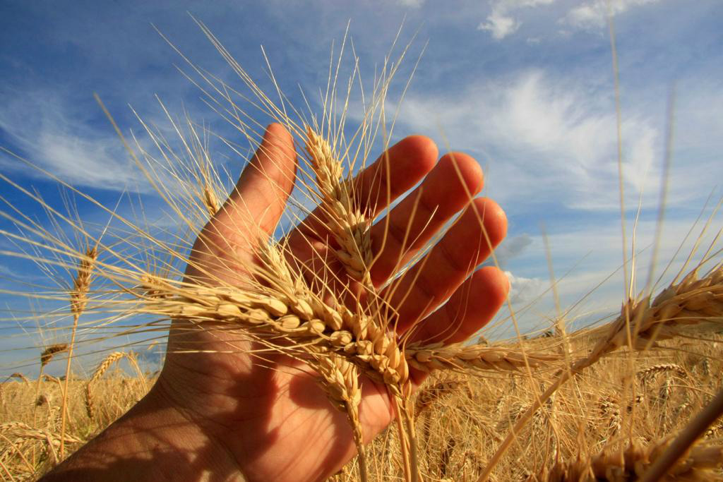 Anvisa reduz limite de toxinas em alimentos de trigo Foto: Divulgação