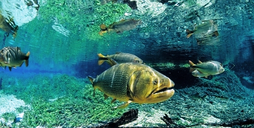 PMA prende mais um pescador durante a piracema