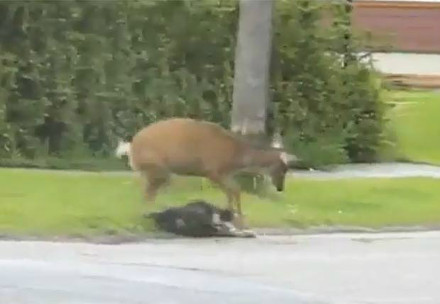 Instinto maternal: vídeo mostra cerva atacando cão e gato