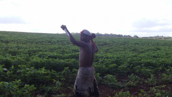Índio em plantação no Mato Grosso do Sul, estado que concentra mais da metade das mortes de indígenas no país (Foto: Paulo Cabral / BBC)