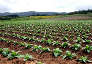 Exportações do agronegócio aumentam 11,8% em outubro