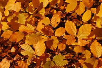 Com poucos nutrientes, as folhas ressecam e caem durante o outono