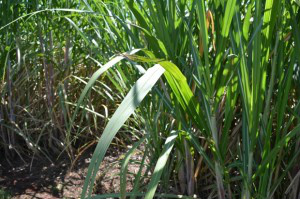 Produção de cana-de-açúcar em MS deve aumentar 273% nesta safra Produção de cana será de 3 milhões de toneladas em MS
