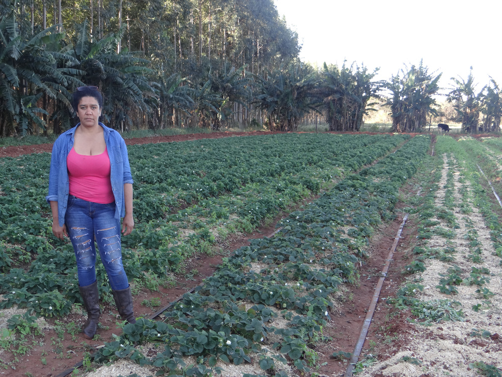 Geslaine Aparecida Alves aumentou de 14 para 20 canteiros de morango / Foto: Moreira Produções