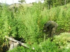 Brasil e Paraguai destroem 40 hectares de maconha na fronteira com MS