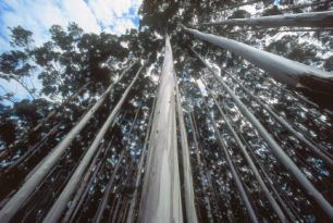 MS poderá ter nova fábrica de celulose a partir de 2014 Foto dilvulgação