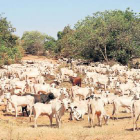Estado tem o menor rebanho bovino dos últimos 15 anos Foto: Claudir Leite/Correio do EstadoNúmero de bovinos do Estado caiu desde 2003, quando pecuária de MS estava no auge