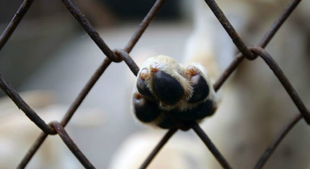 Proibida a exposição e venda de animais em vitrines e gaiolas
