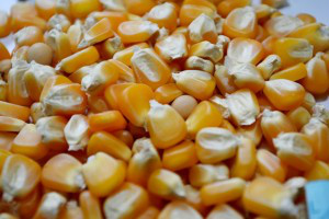 Com supersafra de milho, desafio é exportar grande quantidade do grão Com supersafra de milho, desafio é exportar grande quantidade do grão