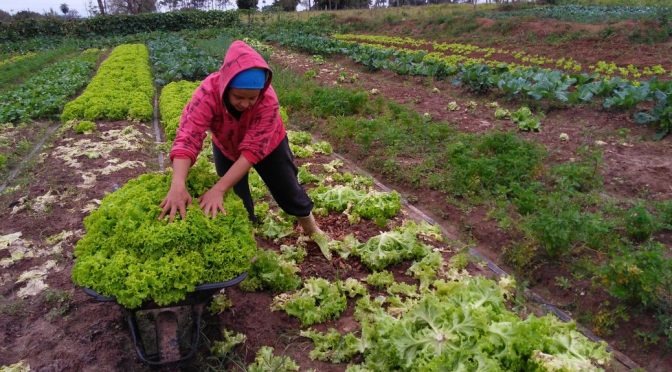 DAP: Entenda para que serve esse importante documento da agricultura familiar