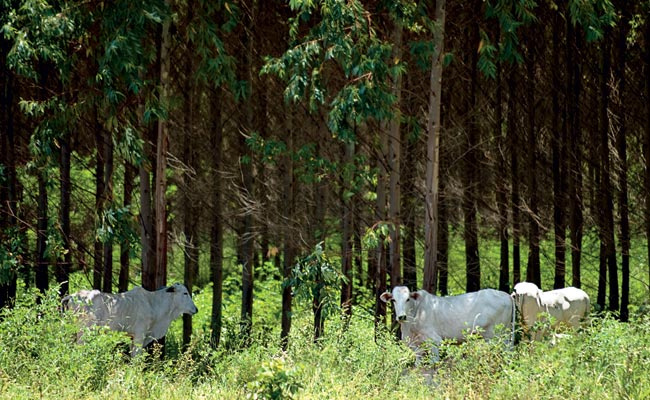 Bois e eucalipto podem conviver bem conforme o manejo dado à floresta.