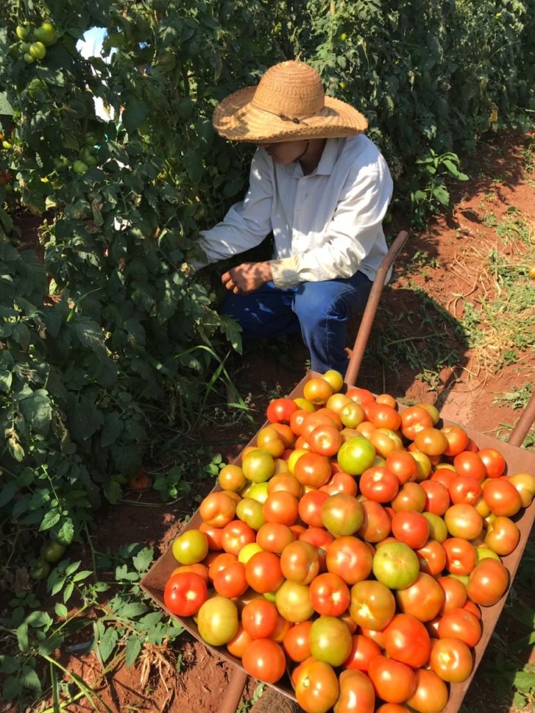 Colheita de tomate no município de Antônio João. foto: Neia Maceno