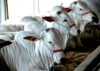 1ª Convenção Nacional do Nelore destaca trabalho desenvolvido no MS