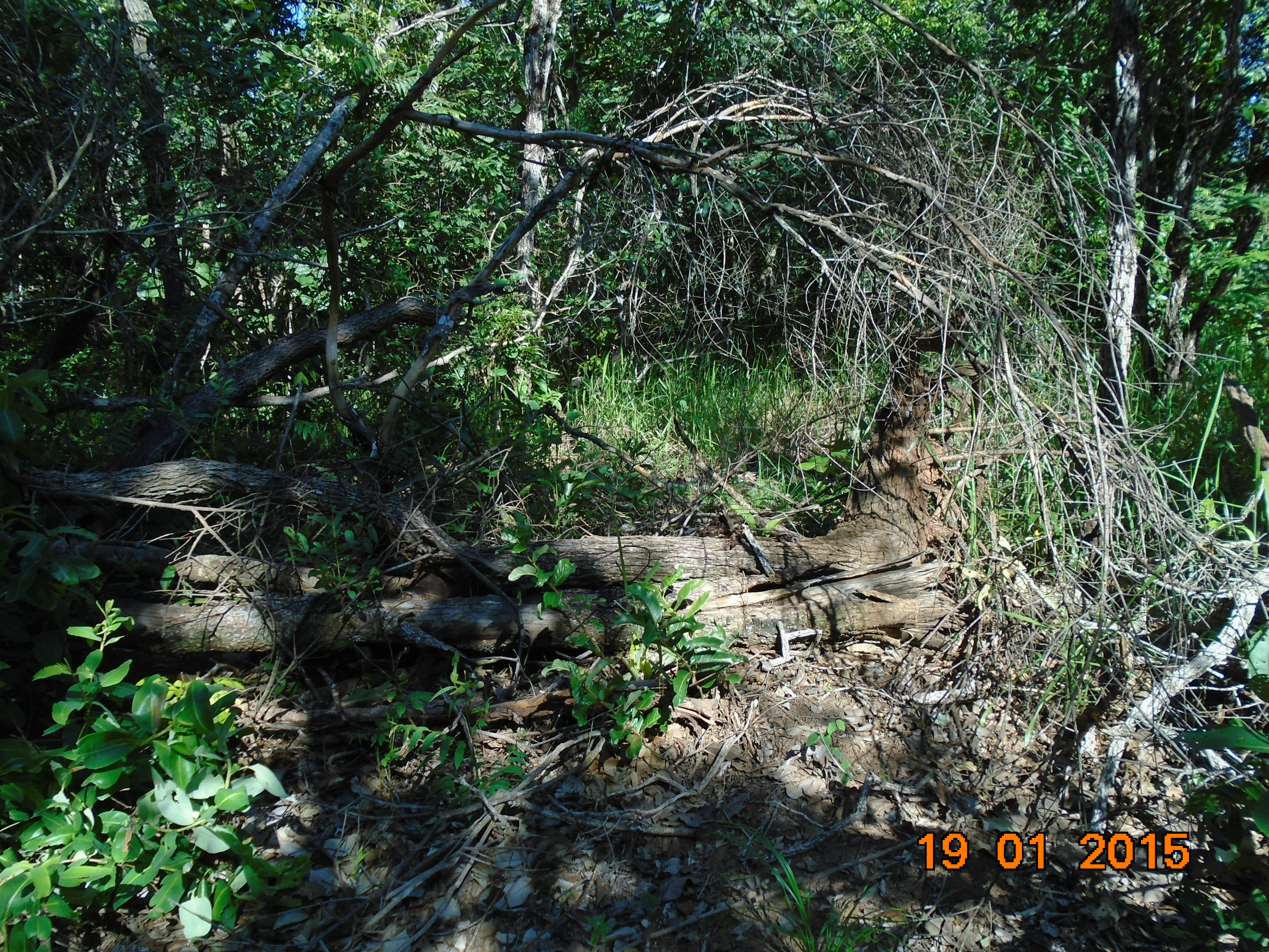 PMA autua fazendeiro por desmatamento, com armas e munições de caça