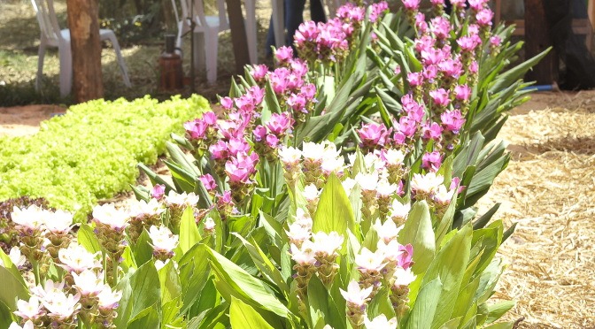 Procon-MS detecta diferença de até 255,56% em produtos de floricultura