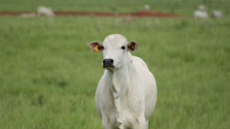 Homeopatia reduz até 50% do carrapato bovino Homeopatia reduz até 50% do carrapato bovino