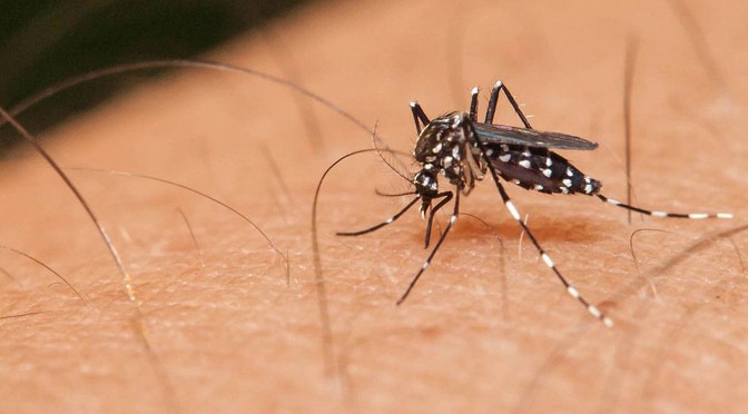 SES ressalta sobre cuidados para prevenir dengue