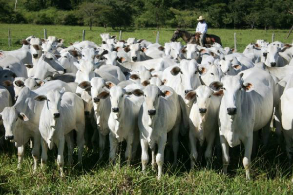 Nova vacina contra febre aftosa é desenvolvida para casos de emergência Foto: Divulgação