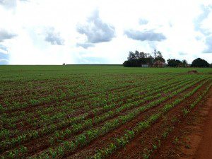 Agricultura pode contribuir para redução do aquecimento global