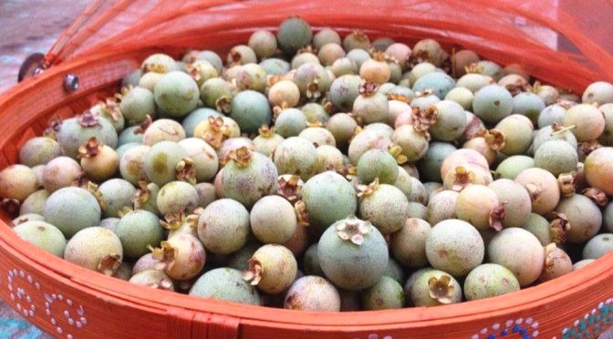 Governo realiza primeiro seminário estadual sobre guavira O governador Reinaldo Azambuja sancionou a lei Lei 5.082 em que institui a guavira como o fruto símbolo de MS.