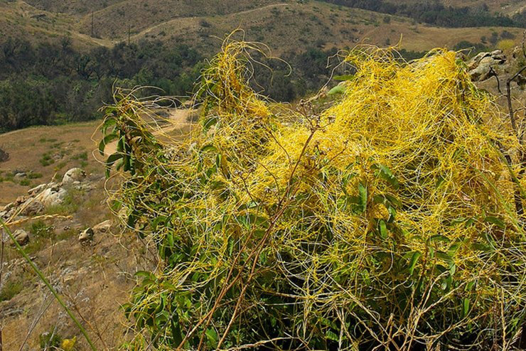 Cientistas podem ter descoberto nova forma de comunicação entre plantas