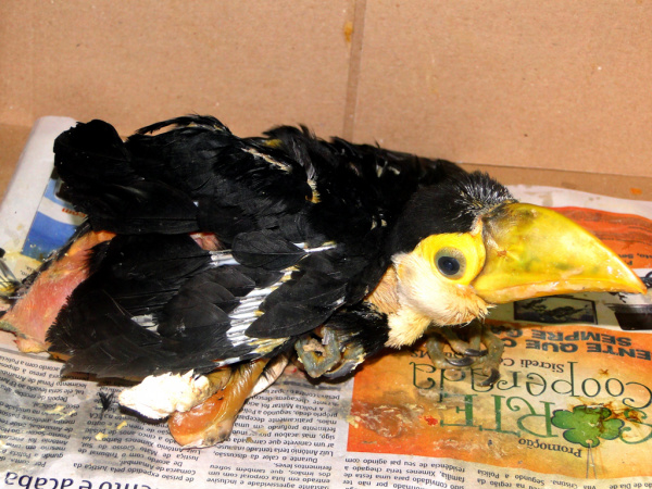 Filhote de tucano resgatado pela Semai.