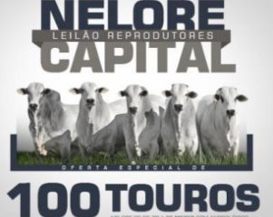 Em torno de 20 mil animais serão comercializados durante os leilões da Expogrande 2014.