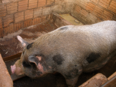 Um dos animais encontrados durante fiscalização no Assentamento Sucuri de Agricultura Familiar, próximo a região do Inferninho, em Campo Grande.