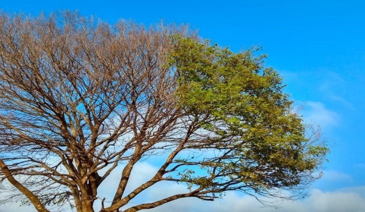 Troca de estação deixará tempo instável em Mato Grosso do Sul Foto: Monica Alves