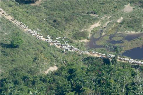 A iniciativa pretende compreender o funcionamento climatológico, ecológico, biogeoquímico e hidrológico da região e avaliar o impacto das mudanças no uso do solo nessas funções e explicar as interações entre a Amazônia e o sistema biogeográfico global. EFE/Arquivo
