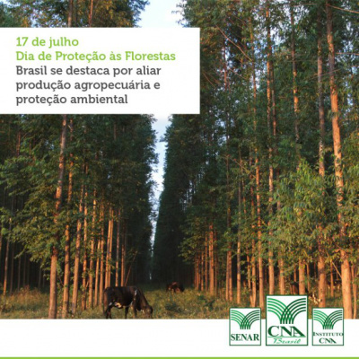 O Brasil é um dos maiores produtores de florestas plantadas do mundo Foto: Divulgação