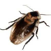 Cientistas querem matar baratas usando a genética Cientistas querem matar baratas usando a genética
