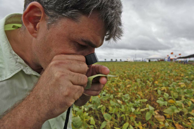PR e MS recebem técnicos do Rally da Safra 2015 para avaliar soja precoce A expectativa é encontrar lavouras com boas produtividadesFoto: Divulgação