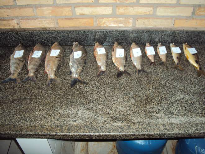 PMA prende pescador por pescar com tarrafa em local proibido e capturar pescado